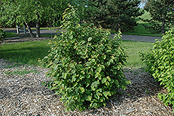 Beaked Hazelnut (Corylus cornuta) at A Very Successful Garden Center