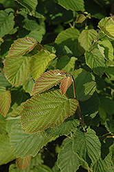 Beaked Hazelnut (Corylus cornuta) at Stonegate Gardens