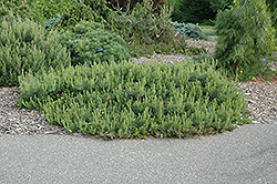 Hillside Creeper Scotch Pine (Pinus sylvestris 'Hillside Creeper') at A Very Successful Garden Center