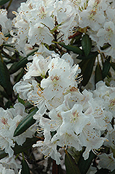 White Peter Rhododendron (Rhododendron 'White Peter') at Stonegate Gardens