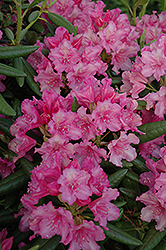 Hellikki Rhododendron (Rhododendron 'Hellikki') at A Very Successful Garden Center