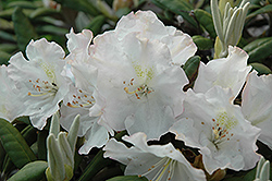 Mikkeli Rhododendron (Rhododendron 'Mikkeli') at Lakeshore Garden Centres