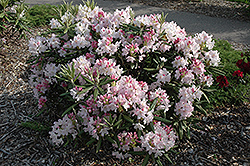 Mikkeli Rhododendron (Rhododendron 'Mikkeli') at A Very Successful Garden Center