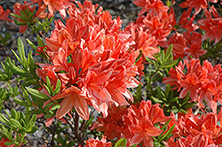 Mollis Azalea (Rhododendron x kosteranum) at A Very Successful Garden Center