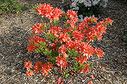 Mollis Azalea (Rhododendron x kosteranum) at A Very Successful Garden Center