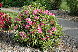 Haaga Rhododendron (Rhododendron 'Haaga') at Stonegate Gardens