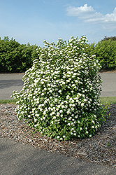 Downy Arrowwood (Viburnum rafinesquianum) at A Very Successful Garden Center