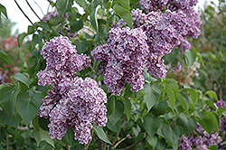 George Eastman Lilac (Syringa julianae 'George Eastman') at A Very Successful Garden Center