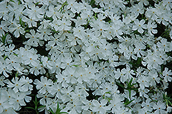 Whiteout Moss Phlox (Phlox subulata 'Whiteout') at A Very Successful Garden Center