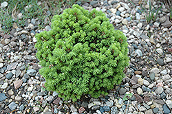 Wagner Spruce (Picea abies 'Wagneri') at A Very Successful Garden Center