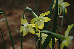 Dickcissel Daffodil (Narcissus 'Dickcissel') at A Very Successful Garden Center