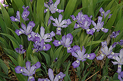 Dwarf Crested Iris (Iris cristata) at A Very Successful Garden Center