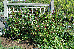 Common Sweetshrub (Calycanthus floridus) at A Very Successful Garden Center