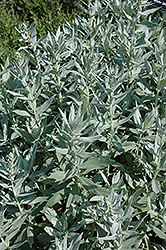 White Mugwort (Artemisia lactiflora) at A Very Successful Garden Center