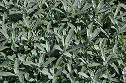 Silver King Artemisia (Artemisia ludoviciana 'Silver King') at Stonegate Gardens