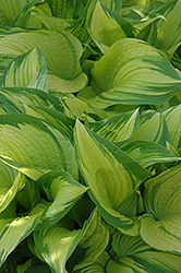 On Stage Hosta (Hosta 'On Stage') at A Very Successful Garden Center