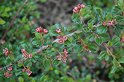 Tom Thumb Cotoneaster (Cotoneaster apiculatus 'Tom Thumb') at A Very Successful Garden Center