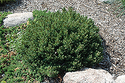 Valley Cushion Mugo Pine (Pinus mugo 'Valley Cushion') at Stonegate Gardens