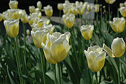 Mellow Yellow Tulip (Tulipa 'Mellow Yellow') at Stonegate Gardens