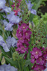 Violetta Mullein (Verbascum phoenicium 'Violetta') at A Very Successful Garden Center
