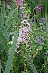 Flush Of White Mullein (Verbascum phoenicium 'Flush Of White') at A Very Successful Garden Center