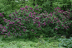 Charles Joly Lilac (Syringa vulgaris 'Charles Joly') at Lakeshore Garden Centres