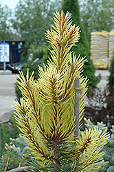 Taylor's Sunburst Lodgepole Pine (Pinus contorta 'Taylor's Sunburst') at A Very Successful Garden Center