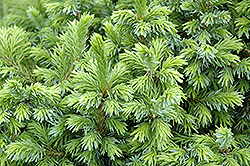 Dwarf Serbian Spruce (Picea omorika 'Nana') at The Mustard Seed