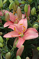 Mount Duckling Lily (Lilium 'Mount Duckling') at A Very Successful Garden Center