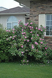 Therese Bugnet Rose (Rosa 'Therese Bugnet') at A Very Successful Garden Center