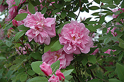 Therese Bugnet Rose (Rosa 'Therese Bugnet') at Golden Acre Home & Garden