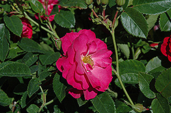 John Cabot Rose (Rosa 'John Cabot') at A Very Successful Garden Center