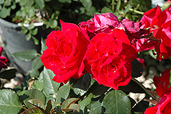My Hero Rose (Rosa 'My Hero') at Stonegate Gardens