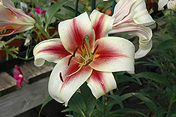Albany Lily (Lilium 'Albany') at A Very Successful Garden Center