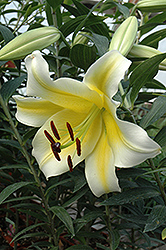 Conca D'Or Lily (Lilium 'Conca D'Or') at Stonegate Gardens