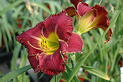 Fire And Fog Daylily (Hemerocallis 'Fire And Fog') at Lakeshore Garden Centres