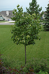 Golden Eclipse Japanese Tree Lilac (Syringa reticulata 'Golden Eclipse') at Stonegate Gardens