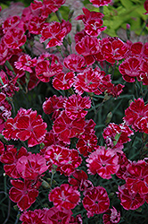 Bridgette Pinks (Dianthus 'Bridgette') at A Very Successful Garden Center