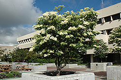 Ivory Silk Japanese Tree Lilac (Syringa reticulata 'Ivory Silk') at A Very Successful Garden Center