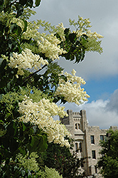 Ivory Silk Japanese Tree Lilac (Syringa reticulata 'Ivory Silk') at Stonegate Gardens