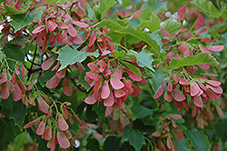 Flame Amur Maple (Acer ginnala 'Flame') at A Very Successful Garden Center
