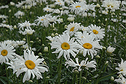 Shasta Daisy (Leucanthemum x superbum) at A Very Successful Garden Center