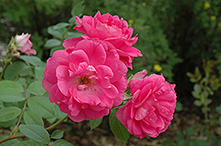 Morden Centennial Rose (Rosa 'Morden Centennial') at Stonegate Gardens