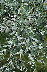 Silver Willow (Salix alba 'Sericea') at A Very Successful Garden Center