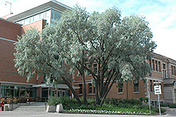 Silver Willow (Salix alba 'Sericea') at Lakeshore Garden Centres