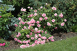 Morden Centennial Rose (Rosa 'Morden Centennial') at Stonegate Gardens
