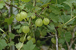 Hinnonmaki Yellow Gooseberry (Ribes uva-crispa 'Hinnonmaki Yellow') at A Very Successful Garden Center