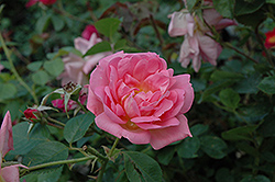 Marie-Victorin Rose (Rosa 'Marie-Victorin') at Stonegate Gardens