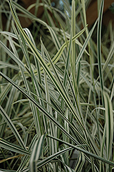 Variegated Oat Grass (Arrhenatherum elatum 'Variegatum') at A Very Successful Garden Center