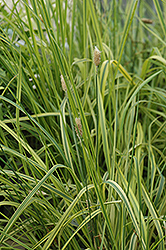 Variegated Foxtail Grass (Alopecurus pratensis 'Aureovariegatus') at A Very Successful Garden Center